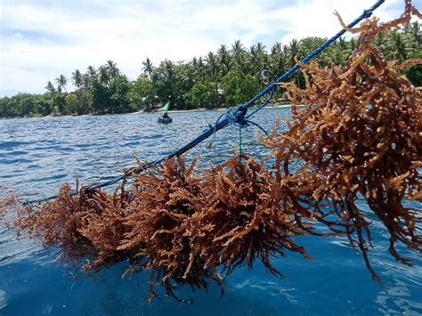 Jatim Lepas Ekspor Perdana 15 Ton Rumput Laut Ke Australia