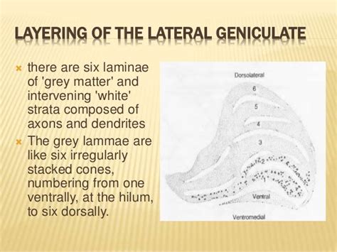 Lateral geniculate nucleus