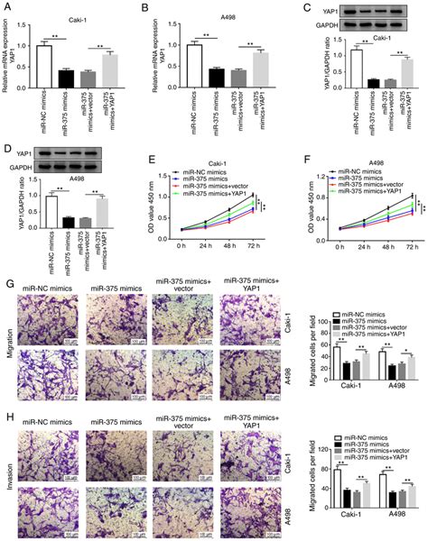 Mir Suppresses The Progression Of Renal Cell Carcinoma Cells By