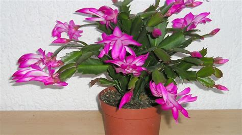 When To Prune Christmas Cactus Grow Flovers