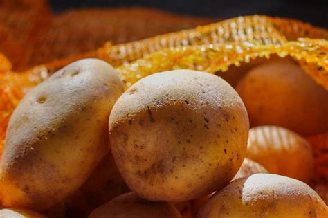 Récolte des pommes de terre quand et comment Jardiner Malin