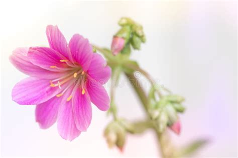 Pink Lewisia Cotyledon Sunset Series Succulent Flower Stock Image