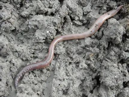 Earthworm | The Animal Facts | Appearance, Diet, Habitat, Behavior