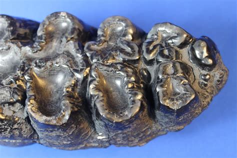 Gomphothere Molar For Sale Fossil Realm