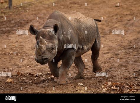 Endangered Horn Rhino Stock Photo Alamy