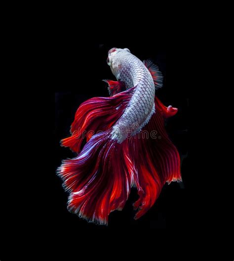 Beautiful Red Dragon Siamese Fighting Fish Betta Fish Isolated On