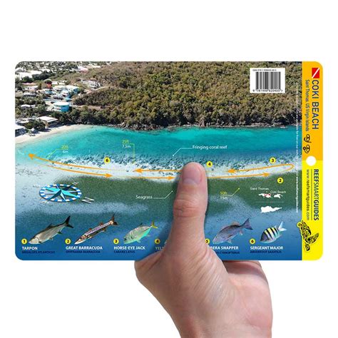 Coki Beach - Reef Smart Guides