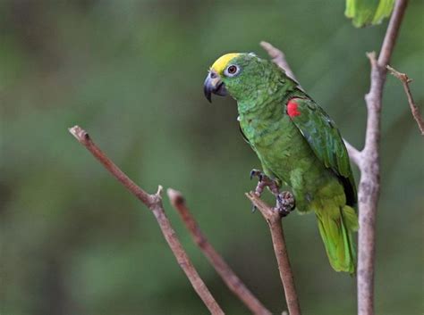 Yellow Naped Amazon Facts Care As Pets Pictures