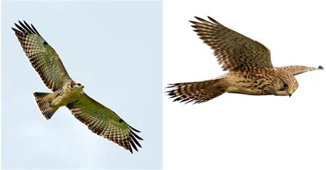 Provinciaal Domein De Palingbeek Ieper