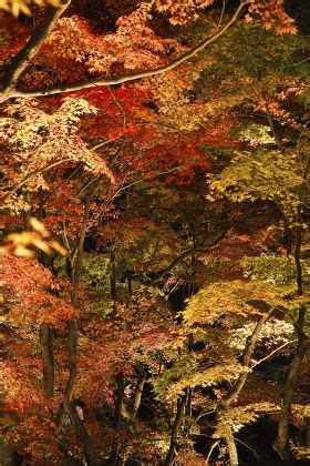 Autumn Leaves Kyoto Japan Editorial Stock Photo - Stock Image ...