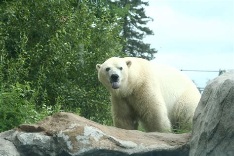 Polar Bears In Cochrane BACK ROADS AND OTHER STORIES