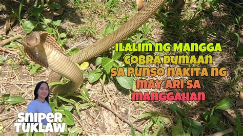 ILALIM Ng Mangga Cobra Dumaan Sa Punso Nakita Ng May Ari Sa Manggahan