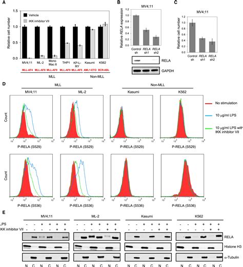 Epigenetic Roles Of Mll Oncoproteins Are Dependent On Nf κb Cancer Cell