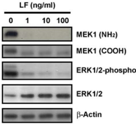 Inhibitory Effect Of Letx On Mek Signaling Pathway In Cells Human