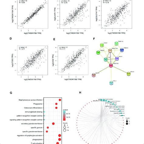 TMEM176B Related Gene Enrichment Analysis A E Using GEPIA2 We