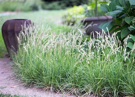 Autumn Moor Grass Sesleria Autumnalis Hardy Grass