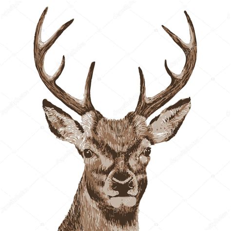 Tête de cerf illustration vectorielle Image vectorielle