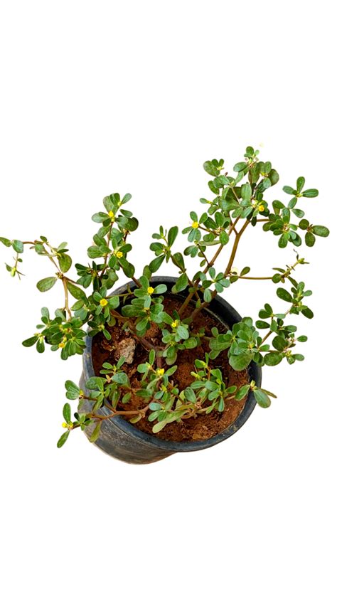 ROOKHRAJ PAUDHSHALA Portulaca Quadrifida Plant Wild Purslane Plant