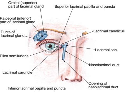 Ant Seg Lacrimal System Lect 1 And 2 Flashcards Quizlet