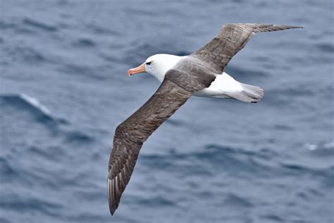 Los albatros, aves marinas gigantes con un estado de conservación ...