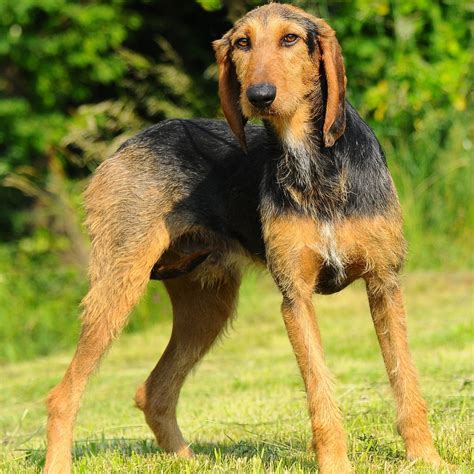 Chien courant italien prix caractère alimentation santé