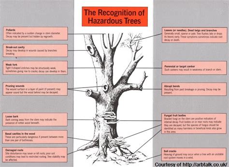 What Is A Hazardous Tree Woodbridge Estate Care