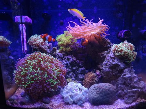 Biocube Is Getting Full Tank Shots Nano Reef Community