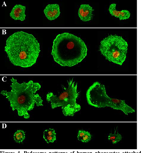 Figure From The Role Of Cr Cd B Cd And Cr Cd C