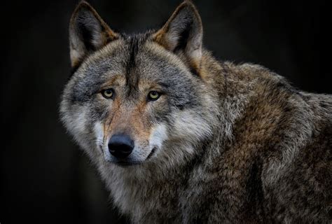 Seine Et Marne Le Loup Percut Pr S De La For T De Fontainebleau