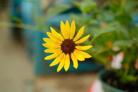 Why Does The Sunflower Turn Towards The Sun And Turn Around At Night