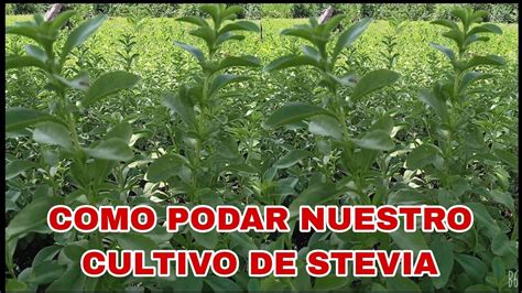 Como Podar Correctamente Nuestra Cultivo De Stevia Punto Exacto Youtube