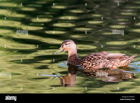 Anas Platyrhynchos Diazi Hi Res Stock Photography And Images Alamy