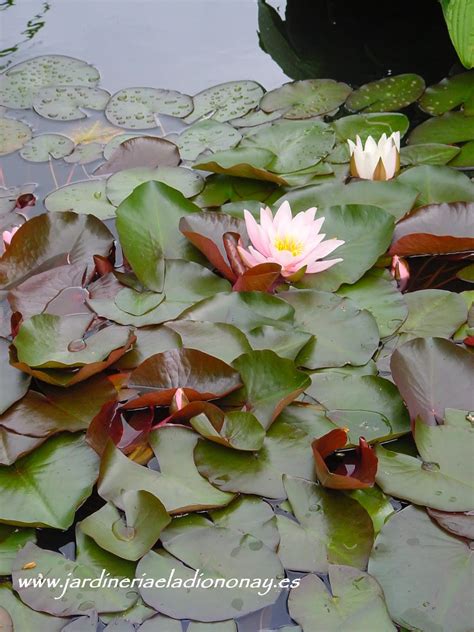 Jardineria Eladio Nonay Agua En El Jard N Jardiner A Eladio Nonay