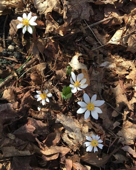 Forest Floor Plants | Trailside Museums and Zoo