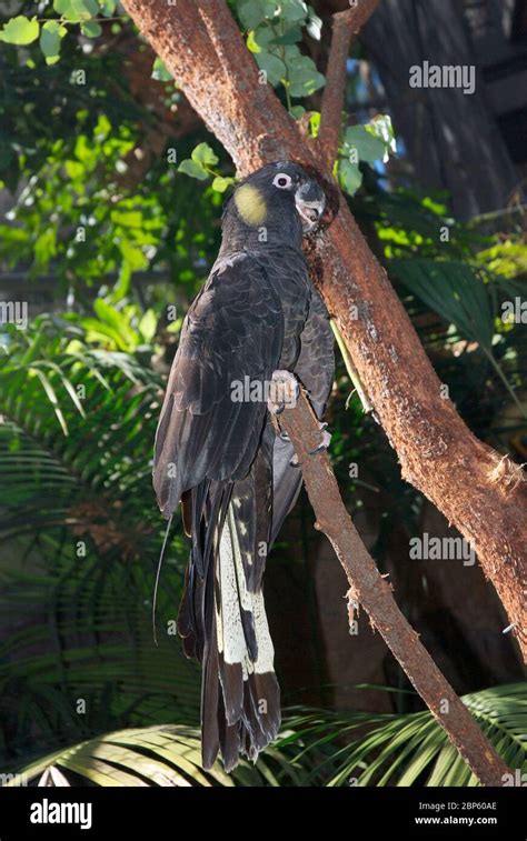 Black Parrot From Australia Stock Photo Alamy