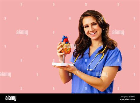 Female Doctor Cardiologist With Stethoscope Is Holding A Model Of Human