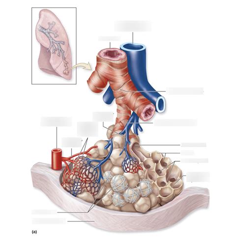 Bronchioles And Alveoli Diagram Quizlet