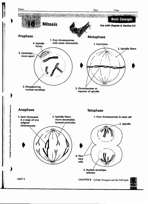 Cell Reproduction Worksheet Answers