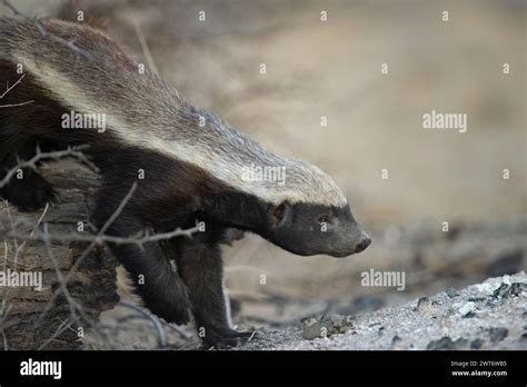 Honey Badger Mellivora Capensis Kgalagadi Transfrontier Park South