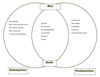 Venn Diagram Key Comparing Prokaryotes And Eukaryotes Goes With Cells