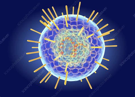 Herpes Simplex Virus Structure Illustration Stock Image F