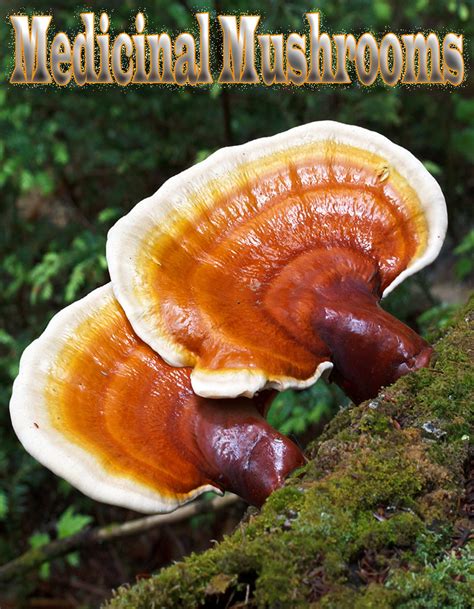 5 Medicinal Mushrooms With Powerful Health Benefits