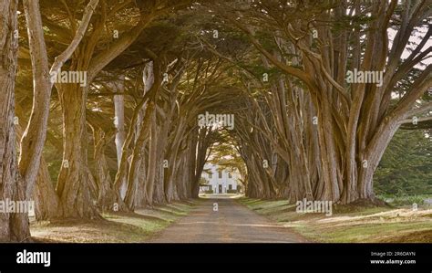 Cypress tree tunnel at the sunset Stock Photo - Alamy