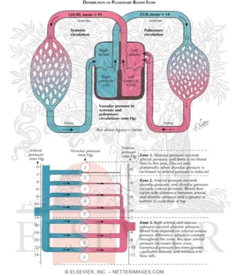 Systemic And Pulmonary Circulation Flow Chart