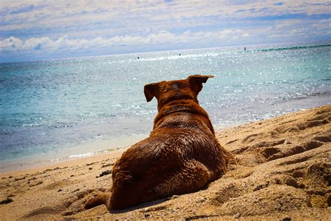 In Vacanza Con Il Cane Sul Gargano Offertevacanzegargano