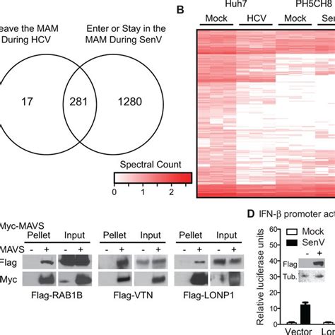 Identification Of Mavs Interacting Proteins Using Mam Proteomics A