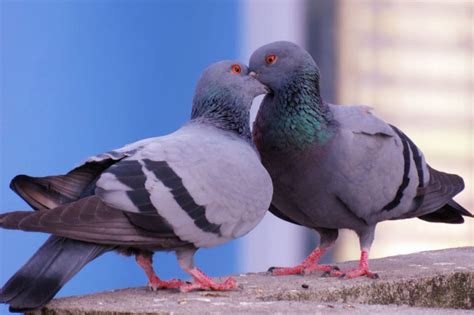 A Pigeons Life Cycle Explained Ne Pigeon Supplies