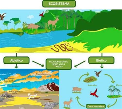 ¿que Es Un Ecosistema¿como Se Clasifica Segun Su Ubicacional Hablar De Factores Abiotico Y