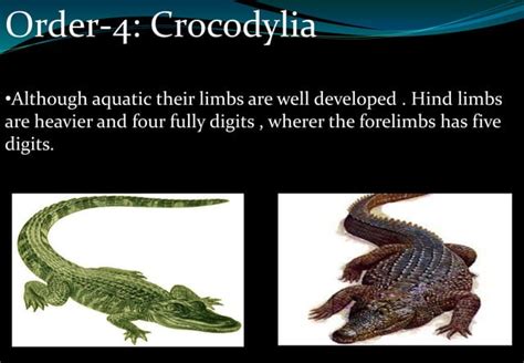 Classification of reptiles | PPT