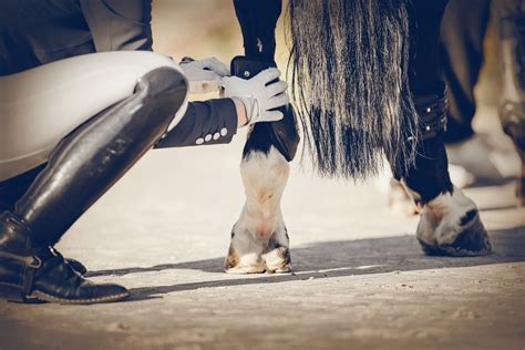 What is Ringbone in Horses? - Definition, Causes, Symptoms & Treatment